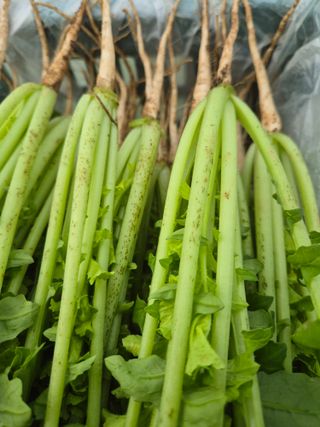 가시연꽃님의 농사, 무엇이든 물어보세요! · 참여글 작성글 사진