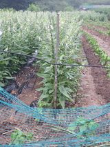 팜모닝 자유주제·자유게시판 게시글 이미지