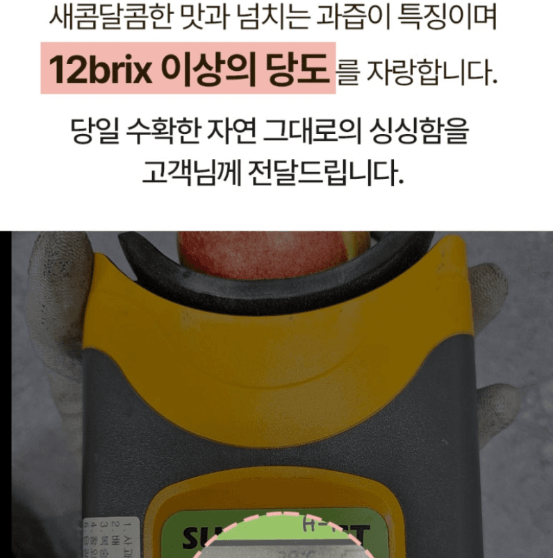 스피드번님의 장터 판매 상품 [국내산 도담/추희자두] 첨부 사진