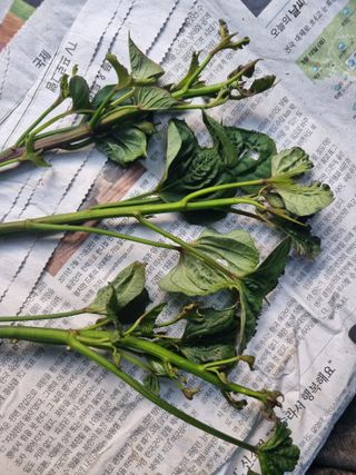 이선범님의 농사, 무엇이든 물어보세요! · 참여글 작성글 사진