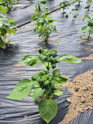 이지은님의 농사, 무엇이든 물어보세요! · 참여글 작성글 사진