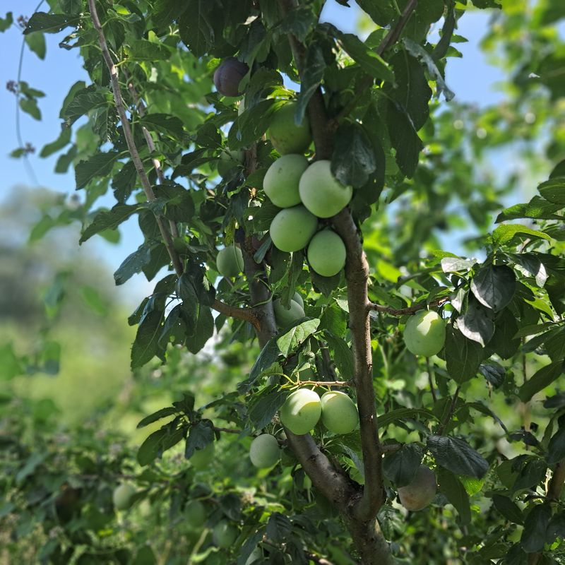 호명푸른농원님의 장터 판매 상품 [프룬(서양자두)2kg] 첨부 사진