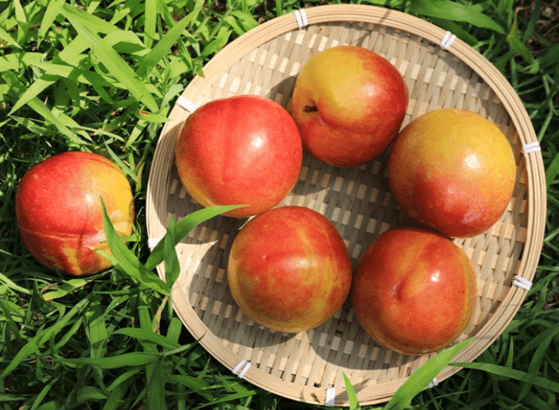 스피드번님의 장터 판매 상품 [국내산 도담/추희자두] 첨부 사진