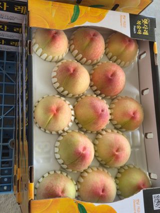 백승란햇사레복숭아님의 자유주제 · 자유게시판 작성글 사진