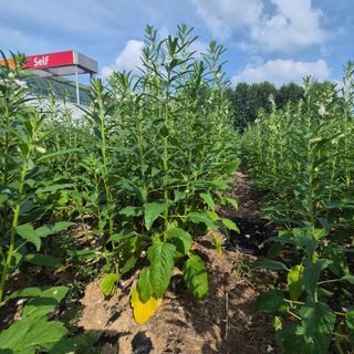 장기도님의 농사, 무엇이든 물어보세요! · 참여글 작성글 사진