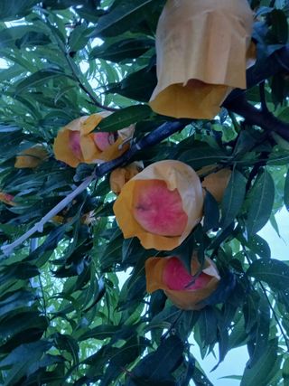 복자님의 복숭아 · 자유게시판 작성글 사진