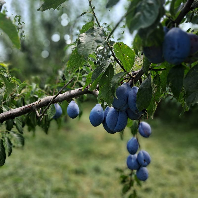 호명푸른농원님의 장터 판매 상품 [프룬(서양자두)2kg] 첨부 사진