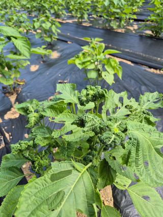 이지은님의 농사, 무엇이든 물어보세요! · 참여글 작성글 사진