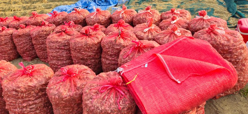 슬로푸드 쪽파 여왕님의 장터 판매 상품 [쪽파종구 종자 예천재래종] 첨부 사진