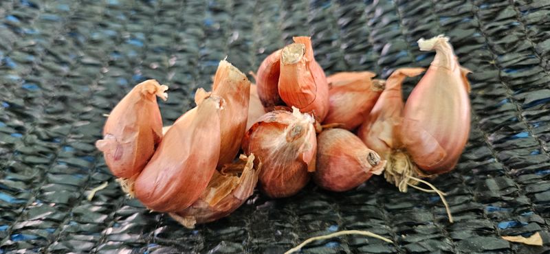 슬로푸드 쪽파 여왕님의 장터 판매 상품 [쪽파종구 종자 예천재래종] 첨부 사진