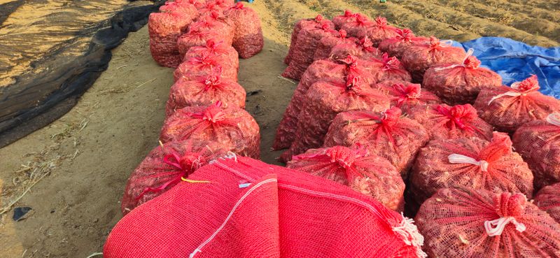 슬로푸드 쪽파 여왕님의 장터 판매 상품 [쪽파종구 종자 예천재래종] 첨부 사진