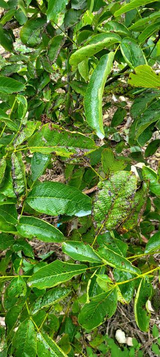 김영수님의 자유주제 · 자유게시판 작성글 사진