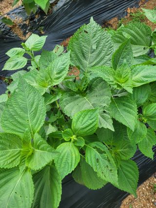 골담초님의 자유주제 · 자유게시판 작성글 사진