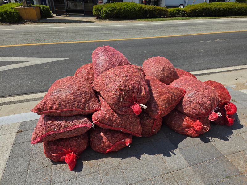 슬로푸드 쪽파 여왕님의 장터 판매 상품 [쪽파종구 종자 예천재래종] 첨부 사진