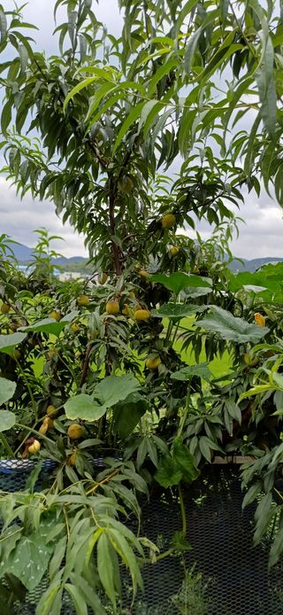 초보퍼머5도2촌준비님의 자유주제 · 자유게시판 작성글 사진