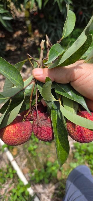 다디단 망고 농장님의 자유주제 · 자유게시판 작성글 사진