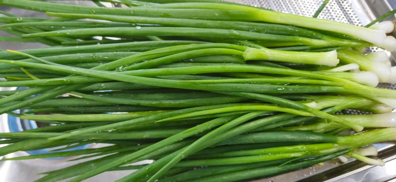 슬로푸드 쪽파 여왕님의 장터 판매 상품 [쪽파종구 종자 예천재래종] 첨부 사진