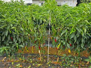 HJK님의 고추 · 병해충상담 작성글 사진