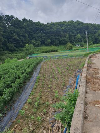 옥천서화농님의 자유주제 · 자유게시판 작성글 사진