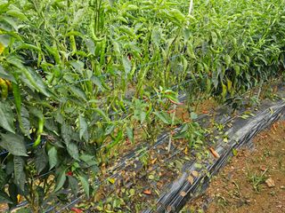 HJK님의 고추 · 병해충상담 작성글 사진