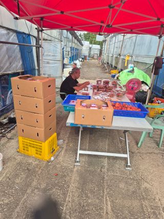 다디단 망고 농장님의 자유주제 · 자유게시판 작성글 사진