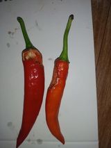 팜모닝 자유주제·자유게시판 게시글 이미지