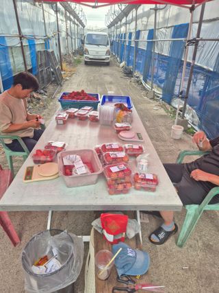 다디단 망고 농장님의 자유주제 · 자유게시판 작성글 사진