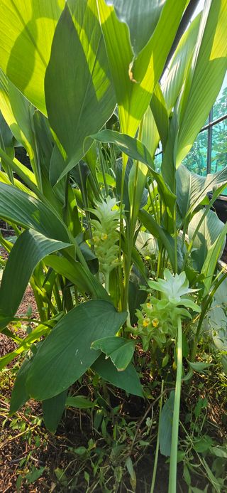 진촌다육묘목농원님의 농사, 무엇이든 물어보세요! · 참여글 작성글 사진