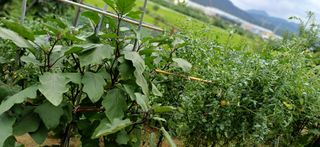 초보퍼머5도2촌준비님의 자유주제 · 자유게시판 작성글 사진