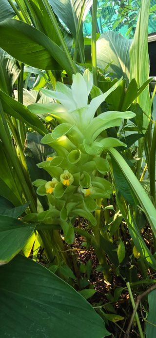 진촌다육묘목농원님의 농사, 무엇이든 물어보세요! · 참여글 작성글 사진