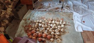 초보퍼머5도2촌준비님의 자유주제 · 자유게시판 작성글 사진