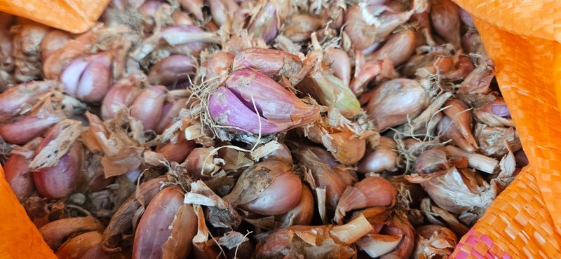 슬로푸드 쪽파 여왕님의 장터 판매 상품 [쪽파종구 종자 예천재래종] 첨부 사진