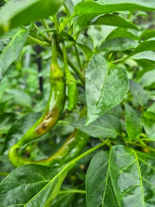 해마님의 자유주제 · 자유게시판 작성글 사진