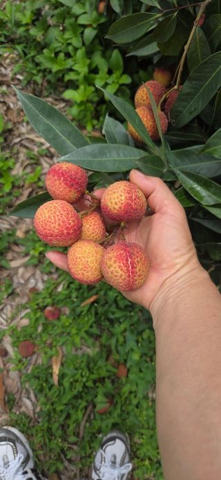 다디단 망고 농장님의 자유주제 · 자유게시판 작성글 사진