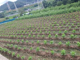 옥천서화농님의 자유주제 · 자유게시판 작성글 사진