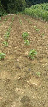 팜모닝 자유주제·자유게시판 게시글 이미지