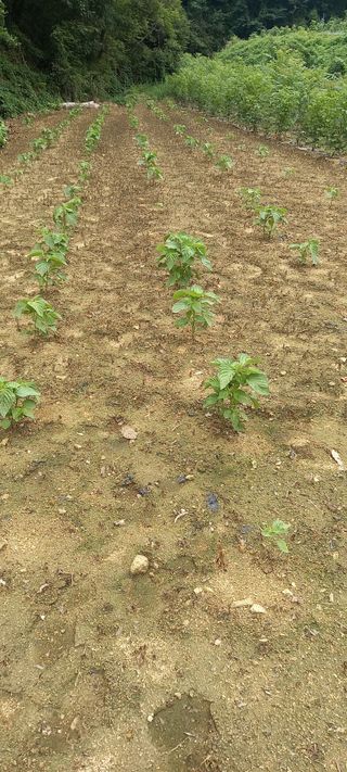 김대현(청솔)님의 자유주제 · 자유게시판 작성글 사진