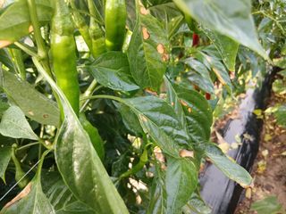 해맑은하늘님의 자유주제 · 자유게시판 작성글 사진