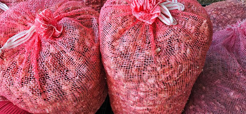 슬로푸드 쪽파 여왕님의 장터 판매 상품 [쪽파종구 종자 예천재래종] 첨부 사진