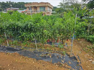 HJK님의 고추 · 병해충상담 작성글 사진