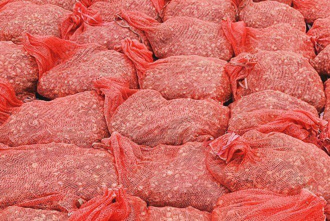 슬로푸드 쪽파 여왕님의 장터 판매 상품 [쪽파종구 종자 예천재래종] 첨부 사진