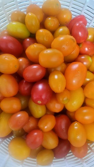 행복농장아다나님의 자유주제 · 자유게시판 작성글 사진