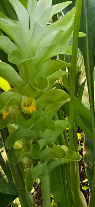 진촌다육묘목농원님의 농사, 무엇이든 물어보세요! · 참여글 작성글 사진