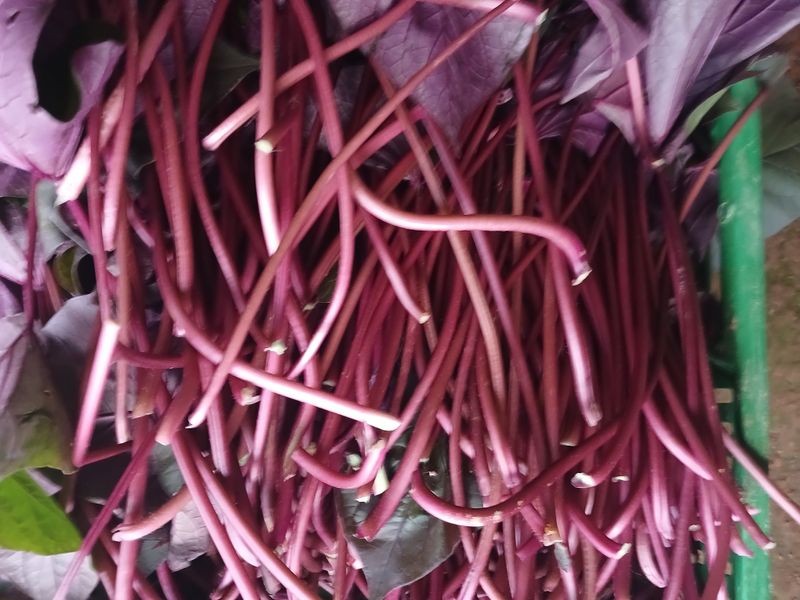 이혜란님의 장터 판매 상품 [통채루고구마순1키로] 첨부 사진