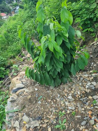 김용대님의 자유주제 · 자유게시판 작성글 사진