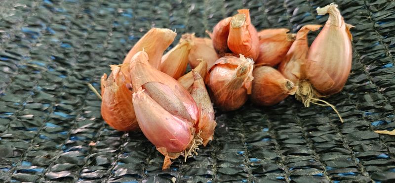 장터 상품 [쪽파종구 종자 예천재래종] 썸네일