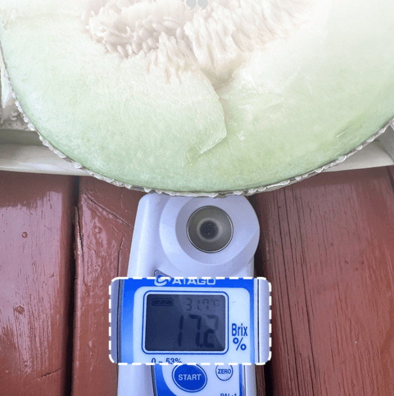 스피드번님의 장터 판매 상품 [(특가)국내산 머스크메론] 첨부 사진