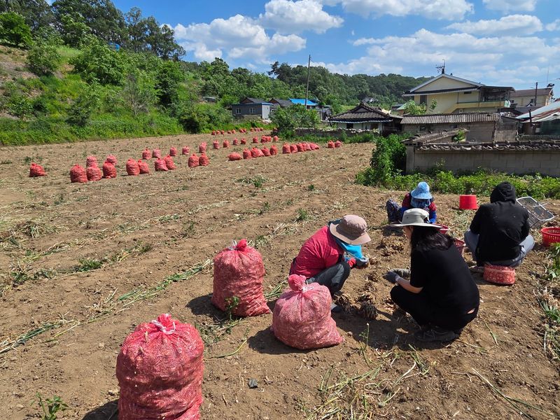 슬로푸드 쪽파 여왕님의 장터 판매 상품 [쪽파종구 종자 예천재래종] 첨부 사진