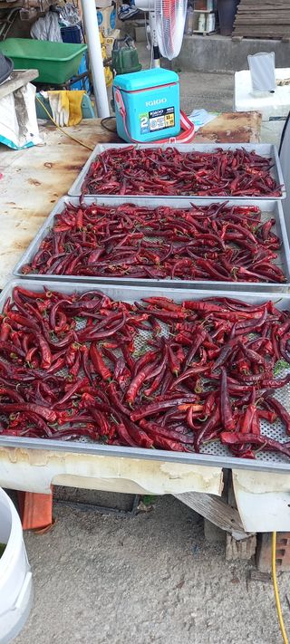 김대현(청솔)님의 자유주제 · 자유게시판 작성글 사진