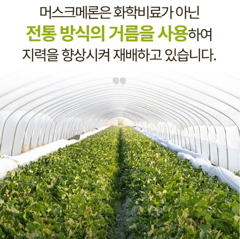 스피드번님의 장터 판매 상품 [(특가)국내산 머스크메론] 첨부 사진